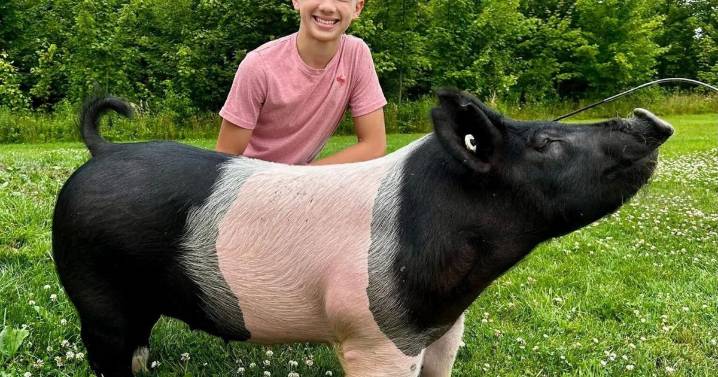 Bliss siblings raise pigs for Market Hog Show
