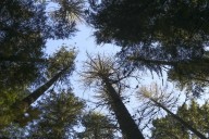 When heat and drought stress trees, the consequences can be tragic