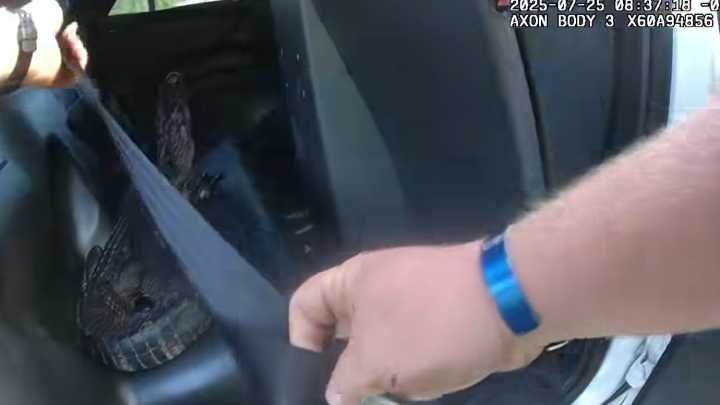 ‘I know you’re mad’: Fla. deputy removes gator from pool with bare hands, buckles it into cruiser