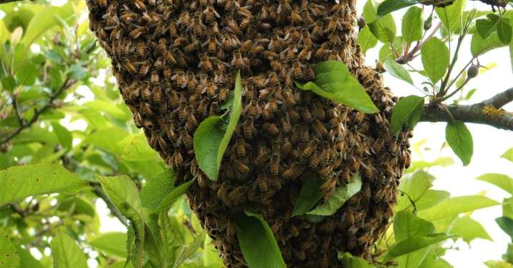 Recomiendan máxima precaución ante ataques de abejas en temporada de enjambrazón