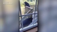 Black bears spotted in West Greenwich