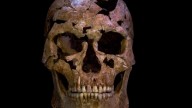 Esqueleto de la Edad de Hielo con  cuello roto por ataque da una visión poco común de los antiguos cazadores