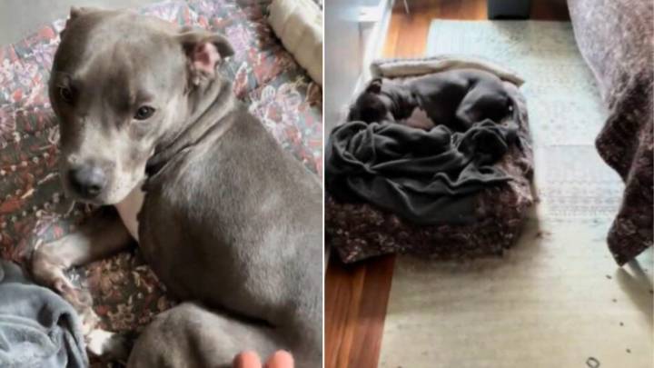 Illinois Dog Thrown Away In Dumpster With Severe Wound Now Thrives With Loving Family