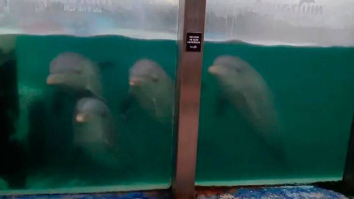Denuncian animales abandonados en el ex Aquarium