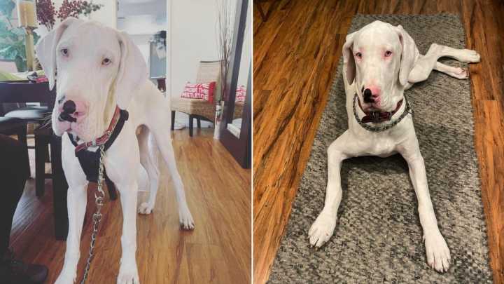 California Great Dane Who Was Abandoned Shows Endless Love To His Forever Mom