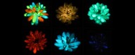Scientists Have Created Glow-in-The-Dark Succulents (And We Want One)