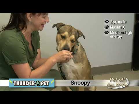 Pet of the Week: Snoopy
