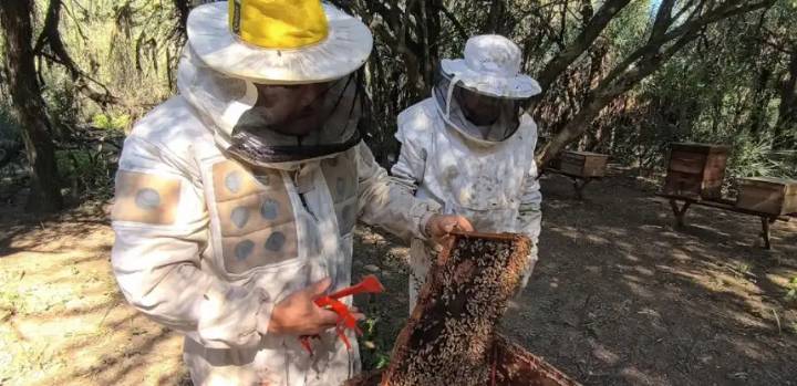 Senasa refuerza medidas para prevenir el pequeño escarabajo de las colmenas en Argentina
