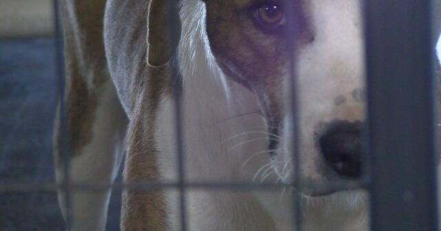 New Marshall County program offers low-income pet owners spay, neuter aid