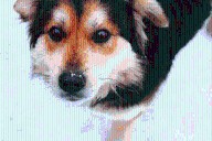 La función de los bigotes en los perros