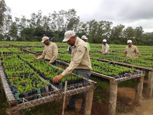 Maderas del Orinoco plantó más de 4 millones de plántulas de...