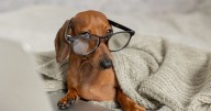 'I'm a vet - these are the funniest pet names I've heard over the years'