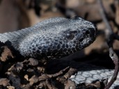 Un excursionista muere tras ser mordido por una serpiente cascabel en un parque