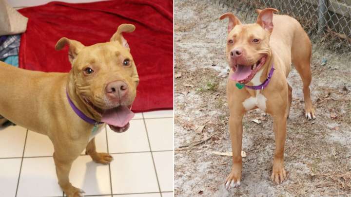 Heartbroken Dog Dumped From Car Finds Home, But Gets Returned To New Jersey Shelter Twice In A Week