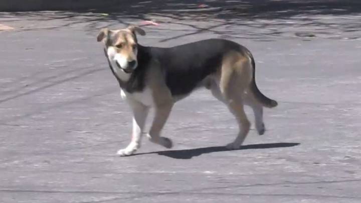Hay 125 mil perros callejeros; refuerza Municipio de Saltillo estrategias