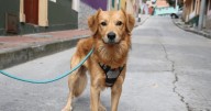 La Adopción Responsable: Una Oportunidad de Vida en Bogotá
