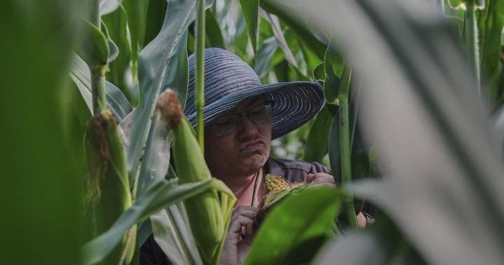 Photos: Climate change can make growing corn challenging