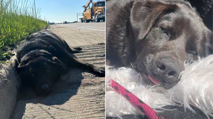 Missouri Dog Refuses To Leave Wounded Sister’s Side Until Help Comes