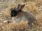 Como en Lovecraft: las escalofriantes imágenes de conejos con "cuernos y tentáculos" avistados en Colorado