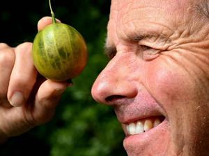 Man breaks record by growing world’s heaviest gooseberry
