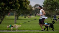 ‘Perros y gatos buscan su hogar’, la página web con la que podrá encontrar a su mascota
