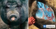 Cerdos de carne ’azul neón’ generan alarma en California: expertos alertan por su peligrosidad