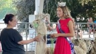 Watch llamas get low during the limbo contest at the Iowa State Fair