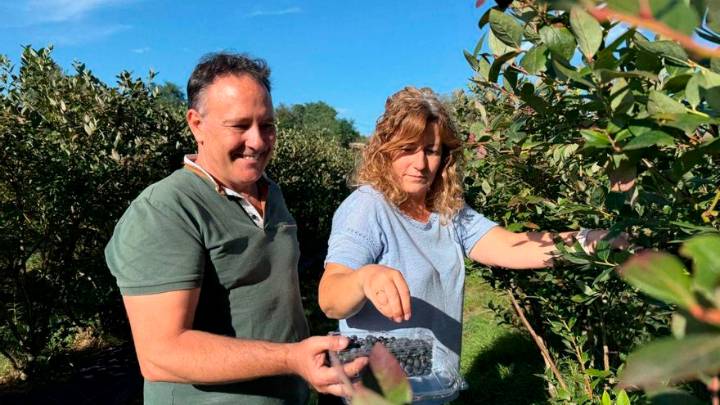 Arándanos al alcance de la mano en Pruvia: "La fruta fue buena, aunque no muy grande, pero de sabor excelente"