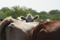 In Texas cattle country, ranchers brace for flesh
