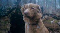 'Good Boy': el nuevo fenómeno del cine de terror que recuerda a la serie 'Agallas, el perro cobarde'