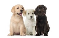 Unlocking Life Basics: Getting a dog 101