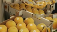 UAGA denuncia precios por debajo del coste de producción en el melocotón