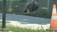 Forget the mountain lion: This wild turkey is the real star in Rochester’s 19th Ward