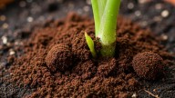 No es por estética: para qué sirve espolvorear café molido en la tierra de las plantas