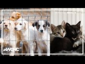 Gaston County animal shelter faces long