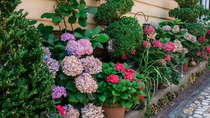 The Underrated Hydrangea Variety That Thrives In Small Yards And Clay Soil