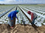 El miedo a las redadas ronda por los campos de Oxnard