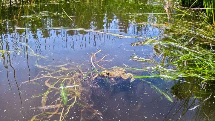 Hundreds of endangered Mountain Yellow-legged Frogs released – NBC 7 San Diego