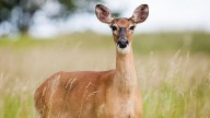 Dad Kills Deer With the Car, Tells Horrified Children 'Bambi's Just Having Meddachschlop'