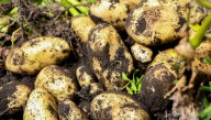 Científicos revelan el origen evolutivo de la papa y cómo el tomate tuvo un papel fundamental