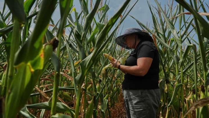 Climate change makes growing corn more difficult