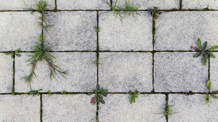 Say Goodbye To Weeds Growing Between Pavers And Cracks With One Simple Fix
