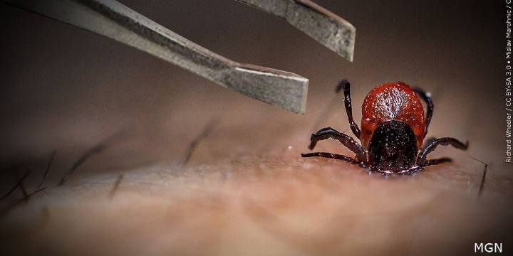 Rare ticks made it to Connecticut by hitchhiking on human travelers