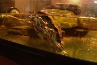 Washington’s Reptile Zoo Faces Closure After 30 Years