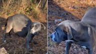 Alabama Pup Left To Suffer Before Giving Birth Finds Help Just In Time