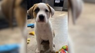 Pup From Missouri Waits Outside Mom's Bedroom In The Morning And Waits For Her Favorite Words
