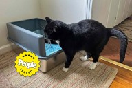 The Best Cat Litter Boxes We Tested: Frisco, Litter Robot, PetSafe, Catit
