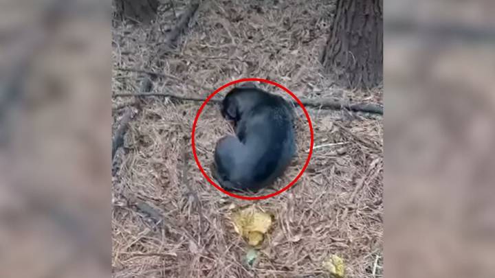 Man Hears Loud Crying In Georgia Woods, Then Realizes Who's Behind It