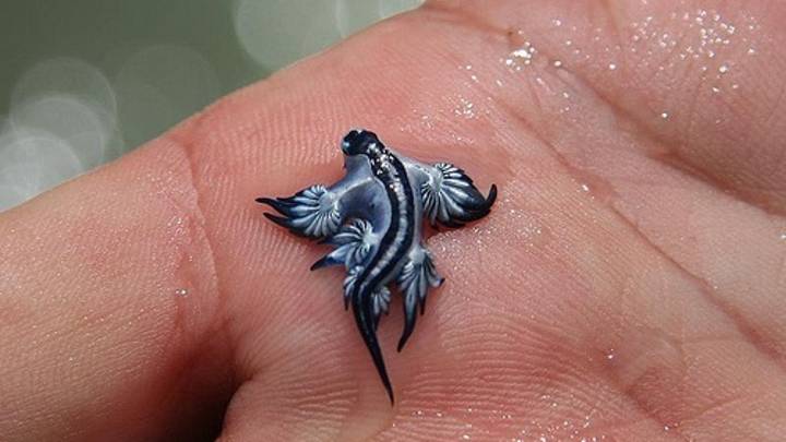 Dos ejemplares de 'dragón azul' obligan a cerrar las playas de Guardamar, en Alicante