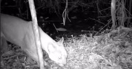 Autoridades en Itagüí registraron por primera vez la presencia de un puma en zona protegid